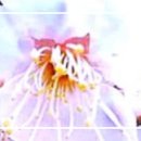 새봄 / 靑山 손병흥 이미지