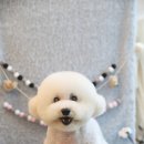 쥬니애견 이미지