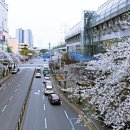 벚꽃역 이미지