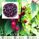 수원예조경 - 과천시 중앙로 317 | 수원예조경
