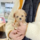 바나개 강아지 고양이 마포점 이미지
