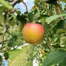 농업회사법인 주식회사 서연농장 | 내돈내산 🍎사과따기체험 DMZ 파주 디엠지 플러스 | 30개월 아기랑 가을 서울 근교 나들이