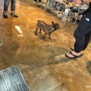 동석축산 | 1회 댕댕이 힐링 페스티벌 놀러간 후기 : 우리 강아지와 특별한 하루 보내기!