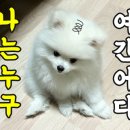 표나개 반려애견 미용실 이미지