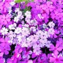 이화본가 이미지