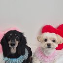 아모르 댕 이미지