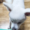 찐펫 | 강아지 건강을 위한 필수 영양제 강아지 유산균 찐펫