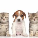 전대동물약국 이미지