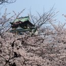 [關西 大阪] 오사카성의 봄 벚꽃기행 이미지
