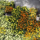 꽃, 이어라 이미지