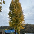 송옥한증막 이미지