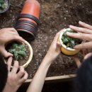 강화식물병원 네이버블로그