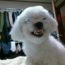 오이모
