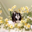 [꽃보다 펫] 반려동물 스튜디오 방문 &amp; 촬영후기...①