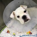 Dr.DOG 동물의료센터 이미지