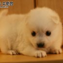 오케이샵 네이버블로그
