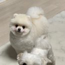 멍실 이미지