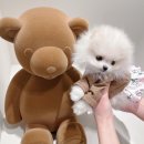 디어마이퍼피 이미지