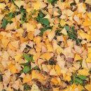 점성공원 이미지