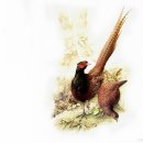 축복의집 이미지