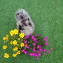 곤지암동물병원 이미지