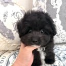 부산강아지분양 앨리펫 이미지