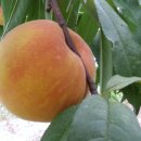 풍성농장 이미지