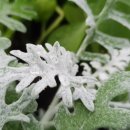 투썸플레이스 대전가수원CGV점 이미지