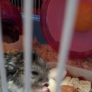 파파 펫 푸드 이미지