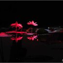 밤에 꽃 피는 관곡지의 야화(夜花)들 이미지
