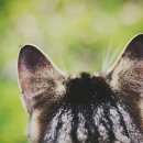 한 소프트 이미지