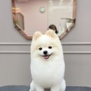 릴리줄리살롱 이미지