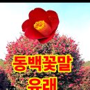 동백꽃필무렵, 살아서한번 죽어서 한번 피는꽃, 동백꽃유래, 동백꽃말 이미지