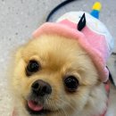 머거두댕 이미지