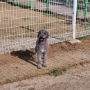 메이저 애견훈련학교 | 강아지 방문훈련 위탁훈련 사회성 입질 훈련지도 메이저애견훈련학교