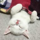 이쁜냥이 이미지