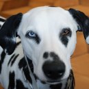 모현동물병원 이미지