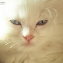 안양유지사료 이미지