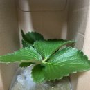 초성 농장 | 딸기도 잘 키워보겠읍니다.