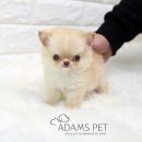멍이 냥이 살롱 | 강남강아지분양 애견분양 통해서 새 식구 맞이했어요~