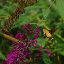 홍사초롱 이미지