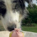 댄싱도그 이미지