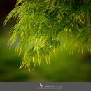 바이올린 (B) 이미지