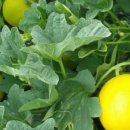 지후농장 이미지