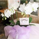 ＜흰색 호접란 생신 전시회 개업 승진 영전 축하 보자기 포장 서양란 서울 경기 인천 꽃배달서비스 화분배달＞ 이미지