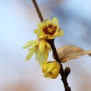 봄의기운 이미지