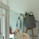 동글하개 이미지