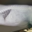 도하동물병원 | [대전 석봉동] 엑슬루동물병원 후기