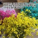 플라워캘리
