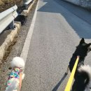 랑랑이네 하숙 이미지